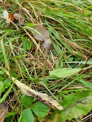 Panaeolus foenisecii