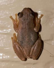Litoria balatus