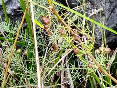 Asparagus aethiopicus