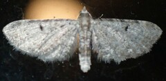 Eupithecia