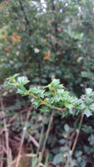 Berberis
