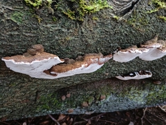 Ganoderma australe