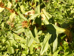 Gentiana cruciata cruciata
