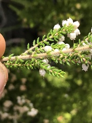 Erica scabriuscula