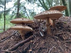 Macrolepiota procera