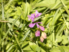 Polygala nicaeensis