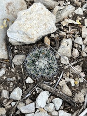 Mammillaria heyderi