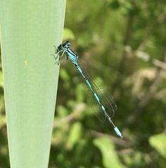 Coenagrion johanssoni