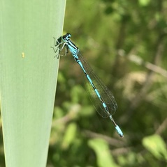 Coenagrion johanssoni