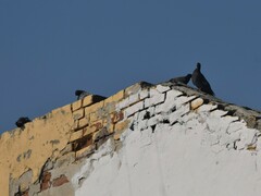 Columba livia domestica
