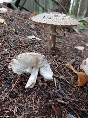 Macrolepiota procera