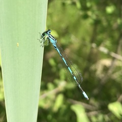 Coenagrion johanssoni
