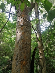 Maclura tinctoria