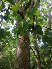 Maclura tinctoria