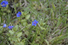 Lysimachia arvensis caerulea