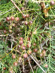 Asparagus aethiopicus