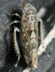 Scaphoideus