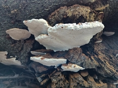 Ganoderma australe