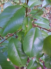 Prunus padus