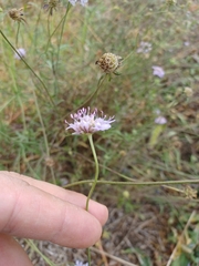 Dipsacoideae