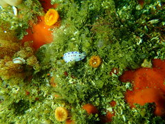 Hypselodoris capensis