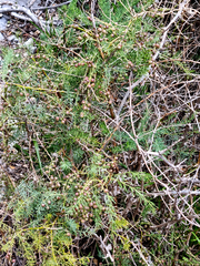 Asparagus aethiopicus