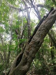 Maclura tinctoria