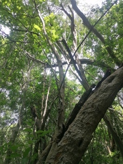 Maclura tinctoria