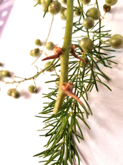 Asparagus aethiopicus