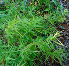 Muhlenbergia schreberi