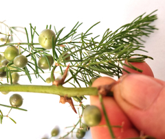 Asparagus aethiopicus