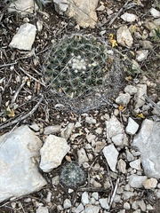 Mammillaria heyderi