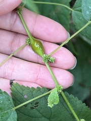 Neolasioptera boehmeriae