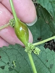 Neolasioptera boehmeriae