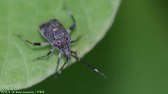 Eurystylus coelestialium