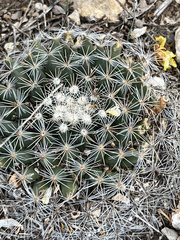 Mammillaria heyderi