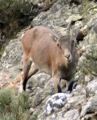 Capra pyrenaica