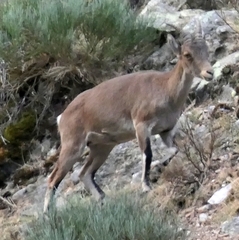 Capra pyrenaica