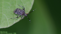 Eurystylus coelestialium