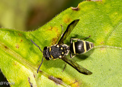 Antepipona