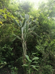 Opuntia karwinskiana
