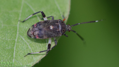 Eurystylus coelestialium