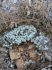Cladonia foliacea