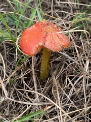 Hygrocybe conicoides