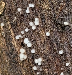 Helicogloea compressa