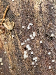 Helicogloea compressa