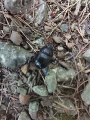 Anoplotrupes