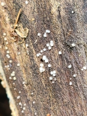 Helicogloea compressa
