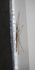 Trachythorax