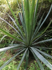 Agave vivipara